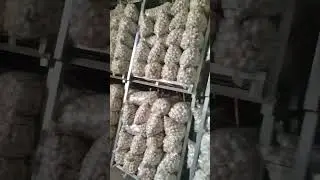 Garlic prices on August 3, 2023