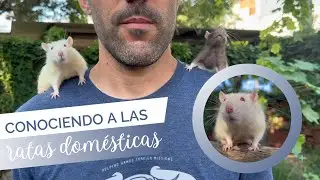 Conociendo a las ratas dom&eacute;sticas 🐀🐁