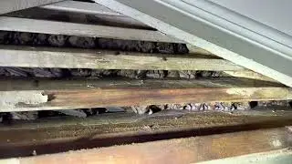 Bats in a gable vent in Raleigh, NC