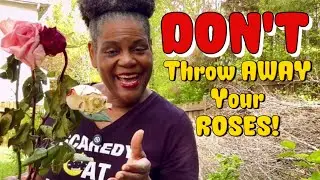 FREE Roses Forever! (Regrow Your Long Stem Roses, Step by Step)