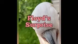 Our Backyard Surprise With Floyd the Moluccan Cockatoo 🇨🇦