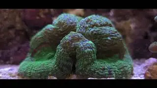 Red Sea Reefer XL-200 (53g) - Progress! Mandarin dragonet added...