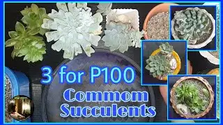 3 for P100 - Common Succulents (Affordable Price from Dory's Cactus and Succulents Bulacan)