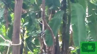 Polkichcha - Magpie #animals #nature #wildlife #birds