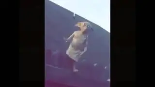 Hairy Pooter