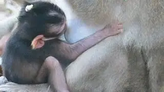Adorable tiny baby monkey and clever or play with mommy monkey 🐒🐒🙊😘