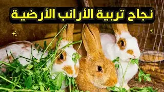 أسرار لنجاح تربية الأرانب على الأرض! أفضل الأرانب للتربية الأرضية؟