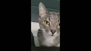 😂 FUNNIEST CAT VIDEOS OF March 2024