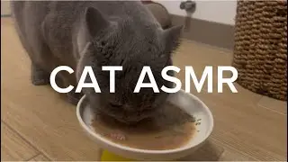 [ASMR] The sound o of eating cat food and cat grass#cat #asmr#eating 