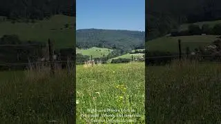 Wald und Wiesen Idyll im Odenwald (Hessen) / Green hills and meadows of German Odenwald forest