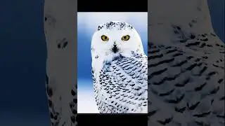Night Predator - series: Predator Arktik Paling Senyap&mdash;Snowy Owl dalam 8 Detik!