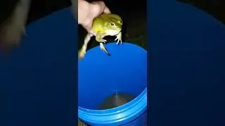 Big Bullfrog flying into a funny bucket | Hilarious jump caught on camera #funny #animals #viral