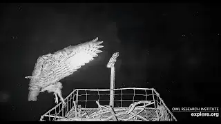 A Great-horned Owl brings prey to the nest at Roger's Place m 2025 09 21 06 23 39 552