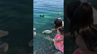 HAVE YOU EVER MET THE UGLY DUCKLING?😍🥹#uglyduckling #swanbabies #outdoorfun #naturefun #babiescute
