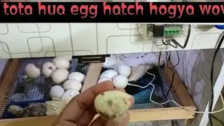 crack egg 🐣 hatched properly || masha Allah || setup reviews || zahad says