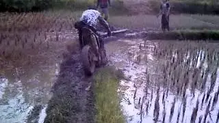 trapay payakumbuh lost in jungle