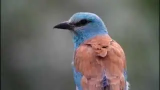 European Roller at the bird photography hide in Hungary