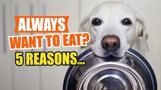 5 REASONS Why Your DOG Is ALWAYS HUNGRY🐶🥩