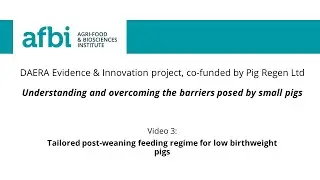 3. Tailored post-weaning feeding regime for low birthweight pigs