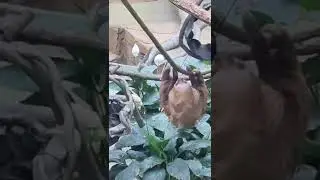 Hang in there, it's almost Friday ❤️ 🦥 #sloth