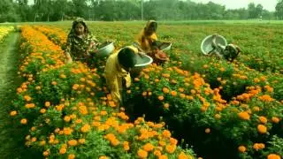 Marigold flower garden in bangladesh | How to Plant, Grow, and Care