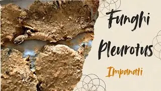 Funghi al forno Ricetta veloce e gustosa #ricette 