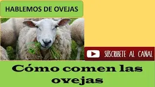 The Surprising Science of How Sheep Eat