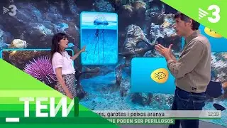 Quines bestioles perilloses viuen a les nostres platges? - Tot es mou