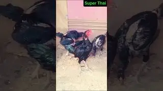 Thai Neck Locker | #thai #aseelmurga #aseel #aseellovers