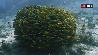Как в Красном море устроена жизни гарема лирохвостых антиасов (Pseudanthias squamipinnis) ?