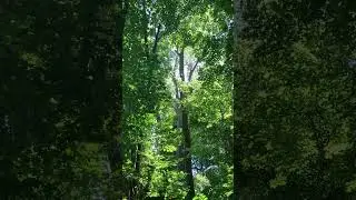 Beautiful Summer Day in Forest - Moments of Calm