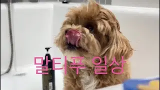 말티푸와 평범한 하루｜산책하고 발씻는 소소한 일상