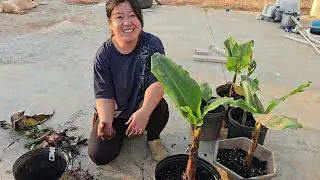 How to divide banana pups for more  plants.
