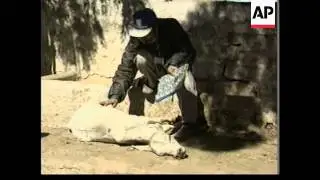 INDIA: EARTHQUAKE DISASTER: SACRED COWS
