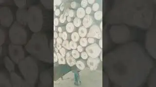 delta poplar harvest Punjab Gujranwala the city of great people 03120151856