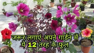 Long time blooming permanent flowers