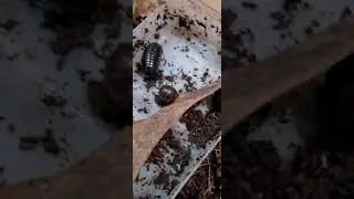 Australian Invertebrates.  Pill Millipedes.