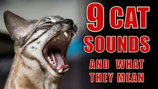 9 Cat Sounds Explained: Understand Your Cat's Calls