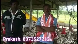 8073527212. Netsurf Biofit Ayurvedic Food Supplement CFC Result on Poultry