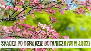 Ogr&oacute;d Botaniczny w Łodzi: Krzewy kwitnące wczesna wiosną [DDLodz.pl] #Ł&oacute;dź #wiosna #ogr&oacute;d