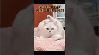 Cat Poses That Are Breaking The Internet