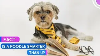Is A Poodle Smarter Than You?