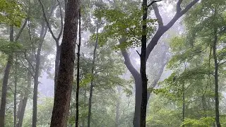 Hiking Through Tornado Damage