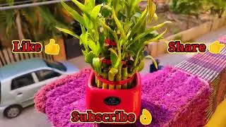 Lucky Bamboo🎍 Plant Growing Tips | Quick Roots | Rooting Fung Free Tips | Chinese Lucky Bamboo 🪴