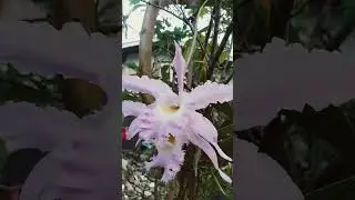Flowers #shortvideo #beautifulflowers #shorts #catleya #shortsviral