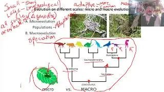 Lecture 04 - Evolutionary patterns &  evidence - 2019 [It's an older lecture, sir but it checks out]