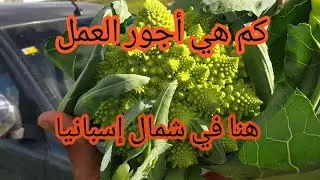ماهي اجور العمل في شمال إسبانيا Pamplona 🇪🇸