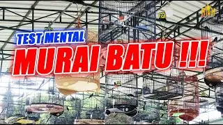 TEST MENTAL MURAI ‼️ AKSI GANTANGAN SIMULASI LOMBA MURAI BATU