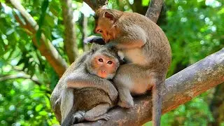 We offer Sweet Special grooming services, @5starmonkeys