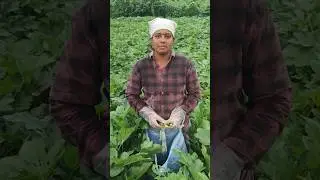 eruvaaka pournami naadu#agriculture#rithu#crops#bendi#okra crop#ladies finger